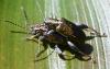Donacia versicolorea